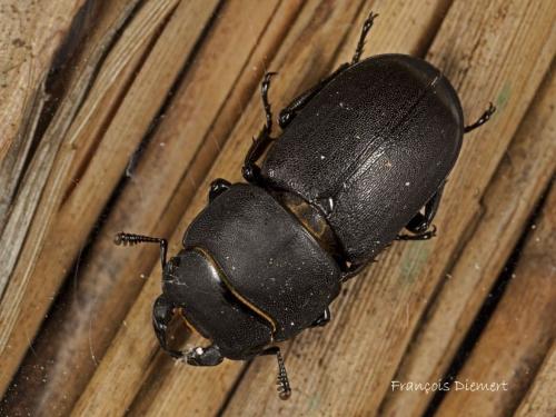 Réf. 72 949 : Dorcus parallelipipedus