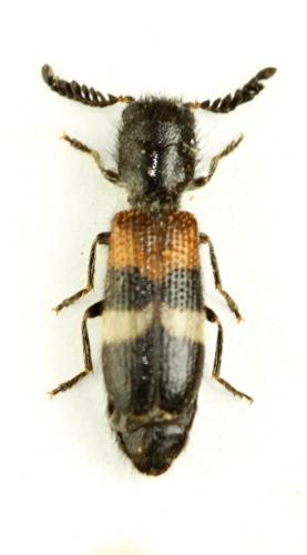 Flabellotilloidea palaestina