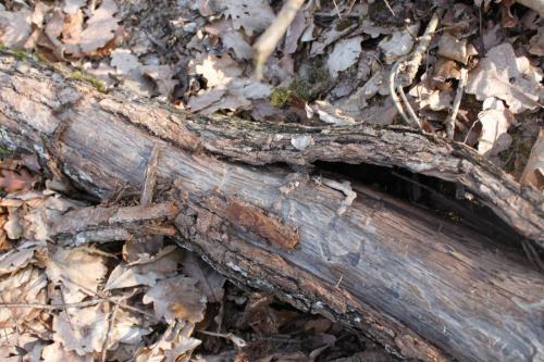 Réf. 72 092 : Pseudosphegesthes cinerea