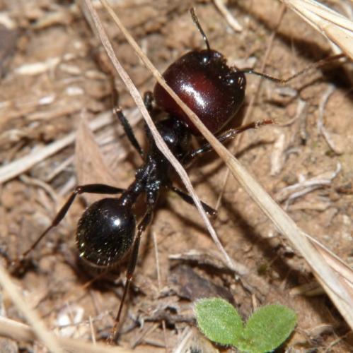 Messor barbarus