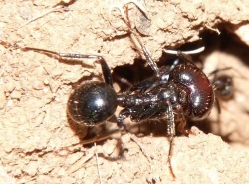 Messor barbarus