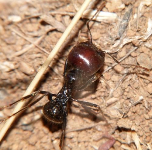 Messor barbarus