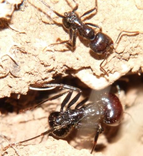 Messor barbarus