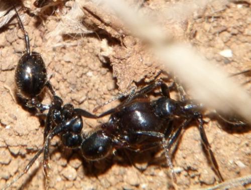 Messor barbarus