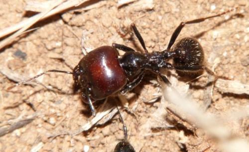 Réf. 72 379 : Messor barbarus