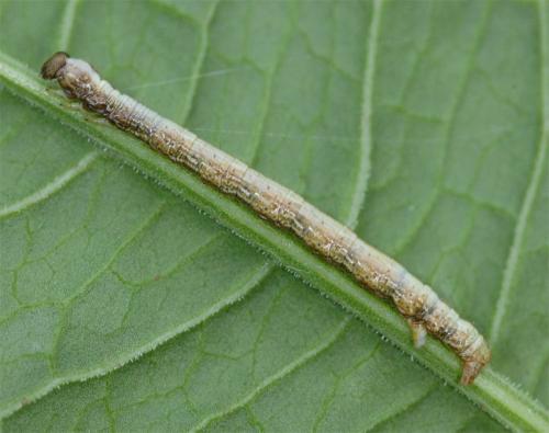 Alcis repandata