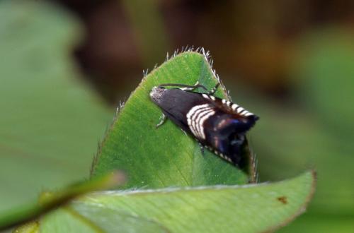 Réf. 72 067 : Grapholita compositella