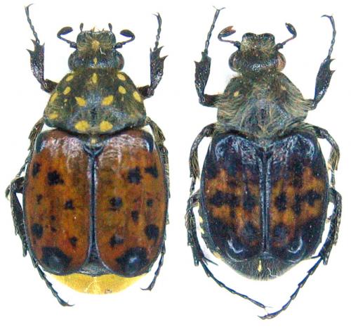 Gnorimella maculosa