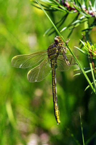 Gomphus pulchellus