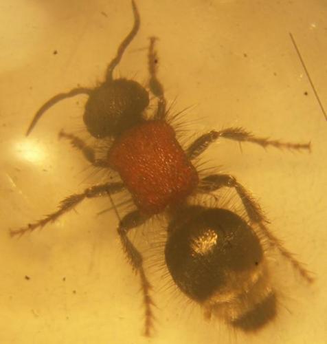 Réf. 72 599 : Smicromyrmini inconnu