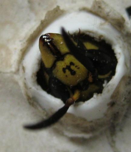 Réf. 72 366 : Dolichovespula saxonica