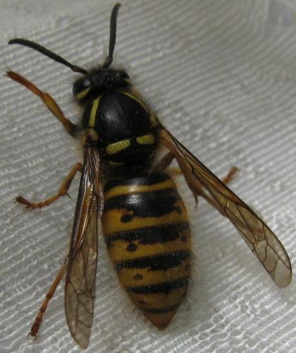 Réf. 72 367 : Dolichovespula saxonica