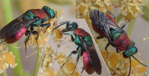 Hedychrum nobile