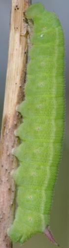 Hemaris tityus