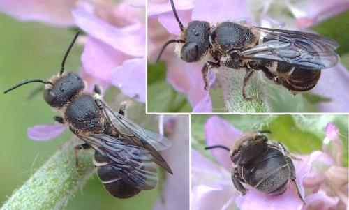 Heriades sp.