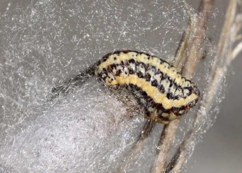 Heterogynis canalensis
