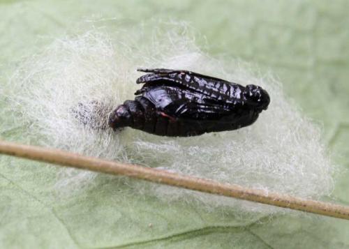 Heterogynis canalensis
