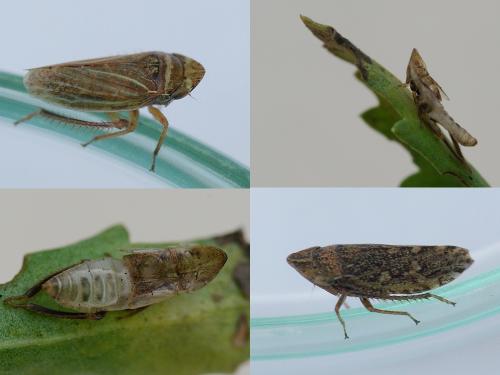 Réf. 72 380 : Aphrodes makarovi