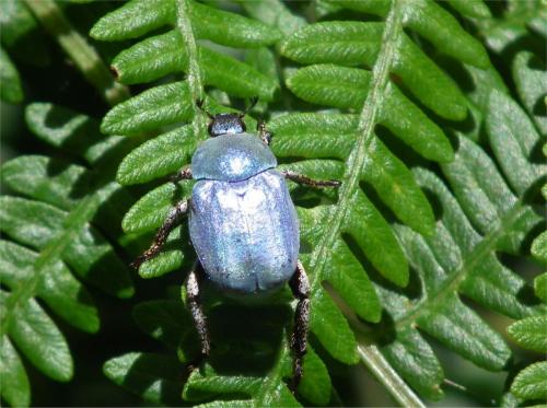 Réf. 72 247 : Hoplia coerulea