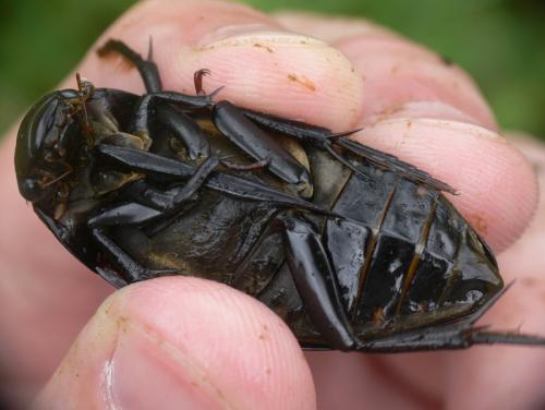 Hydrophilus piceus