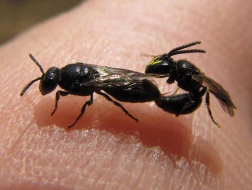 Réf. 72 273 : Hylaeus sp.