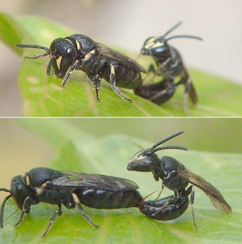 Réf. 72 103 : Hylaeus communis