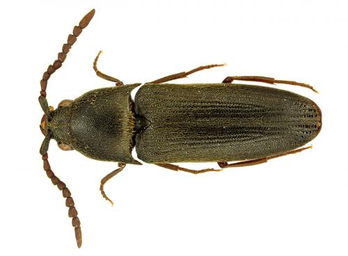 Réf. 72 576 : Hylis foveicollis