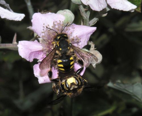 Réf. 72 767 : Anthidium florentinum