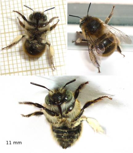 Réf. 72 146 : Anthophora quadrimaculata
