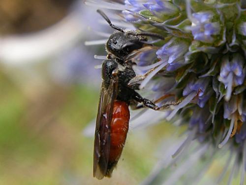 Réf. 72 227 : Sphecodes sp.