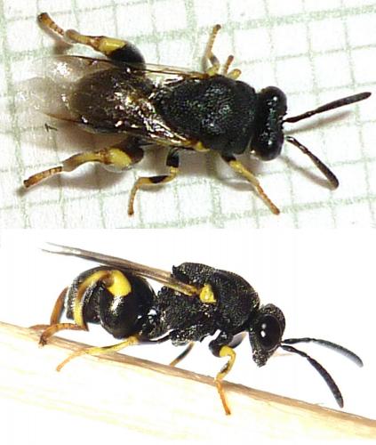 Réf. 72 673 : Brachymeria sp.