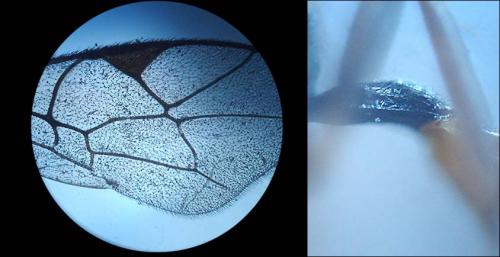 Orthopelma mediator
