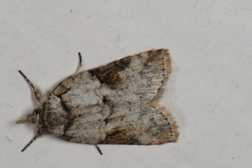 Réf. 72 203 : Nycteola sp.