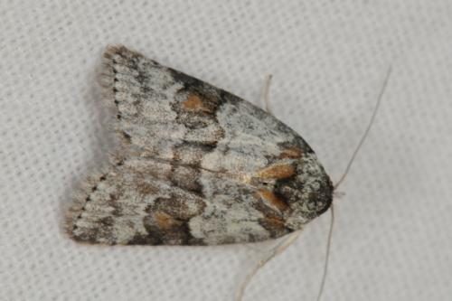 Nycteola degenerana
