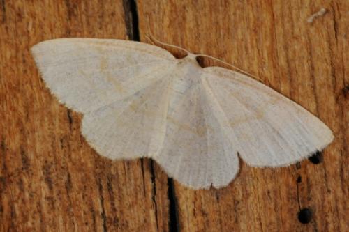 Réf. 72 523 : Cabera exanthemata