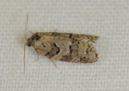 Réf. 72 624 : Cnephasia sp.