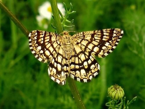 Chiasmia clathrata