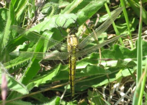 Orthetrum cancellatum