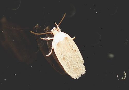 Agonopterix propinquella