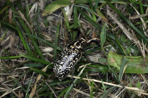 Polyphylla fullo
