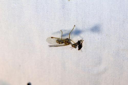 Mantispa styriaca