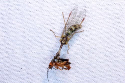 Mantispa styriaca