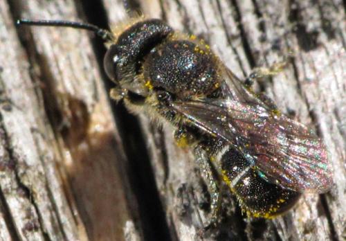 Heriades sp.
