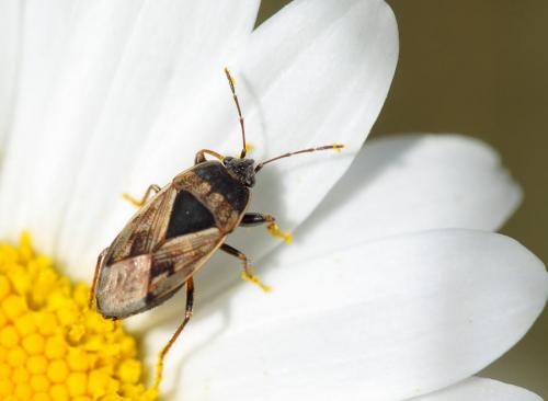 Réf. 72 200 : Trapezonotus ullrichi