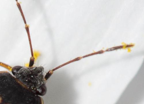 Réf. 72 267 : Trapezonotus ullrichi