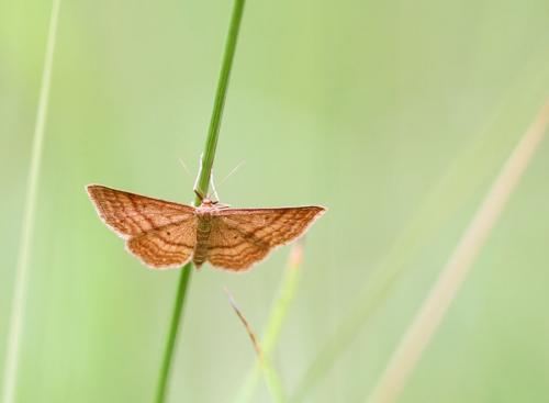 Réf. 72 254 : Idaea ochrata