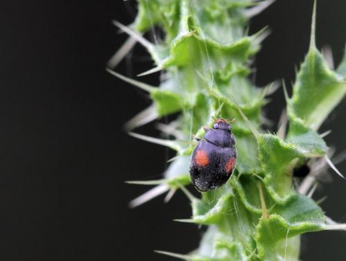 Réf. 72 008 : Scymnus sp.