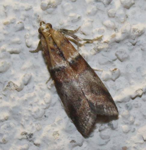 Réf. 72 709 : Acrobasis repandana