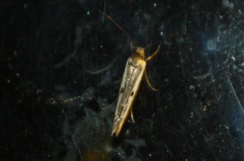Parahyponomeuta egregiella