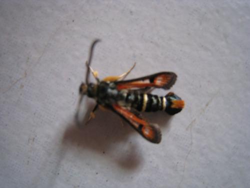 Réf. 72 967 : Pyropteron chrysidiformis